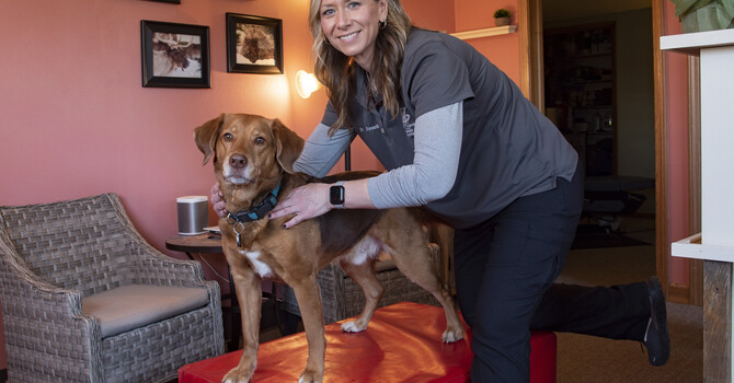 Animal Chiropractic Care