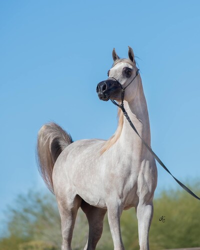 Animal chiropractic, horse, animal adjustment