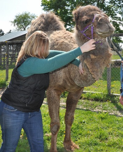 Animal chiropractic, farm animal, animal adjustment