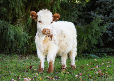Animal chiropractic, farm animal, animal adjustment